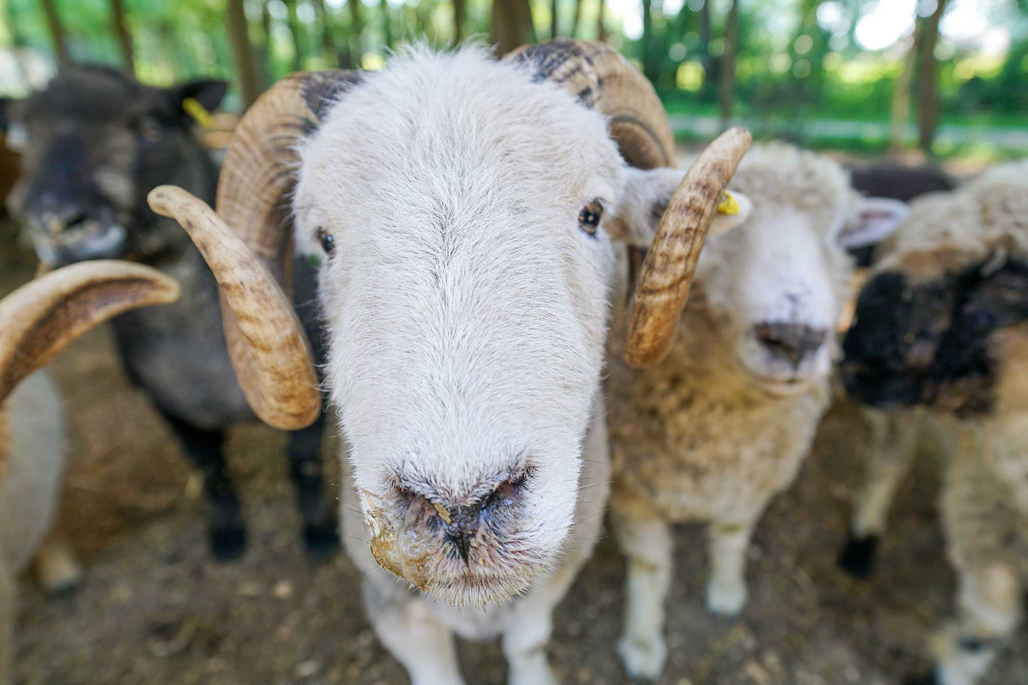 bremehr_11 Bremehrs Hof Ziege