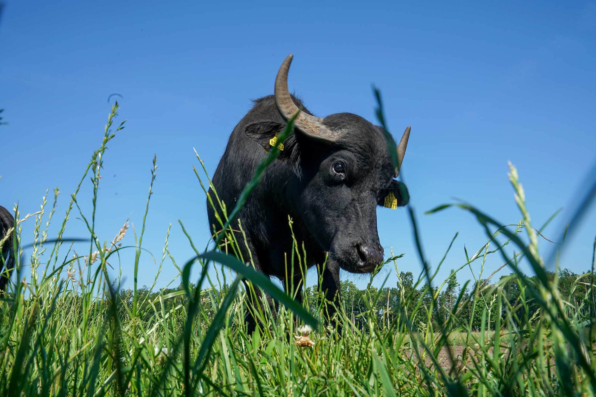 Hof Bremehr Verl Tiere Wasserbüffel Stier Hof Bremehr Verl Tiere Wasserbüffel Stier