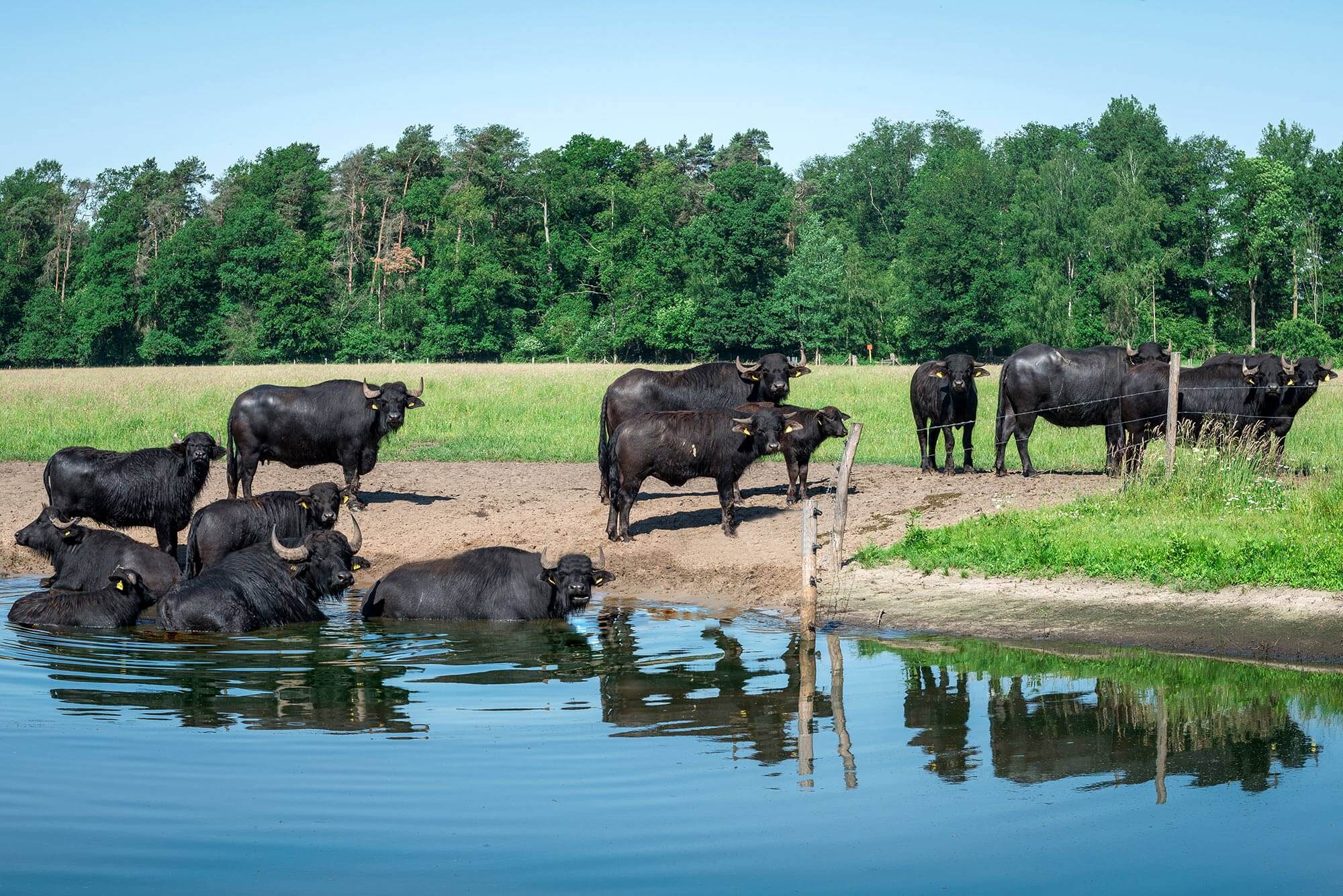 bremehr_15 Bremehrs Hof Büffel