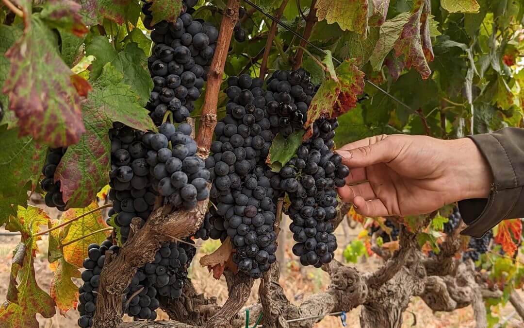 Eine Weinreise der ganz besonderen Art