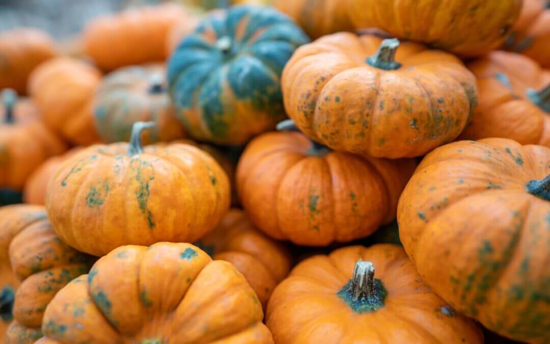 Gartencenter Brockmeyer – Hurra, der herbst ist da!