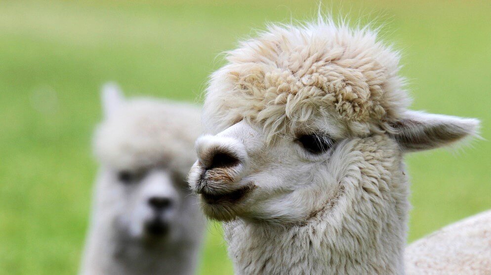 Auszeit mit Alpakas