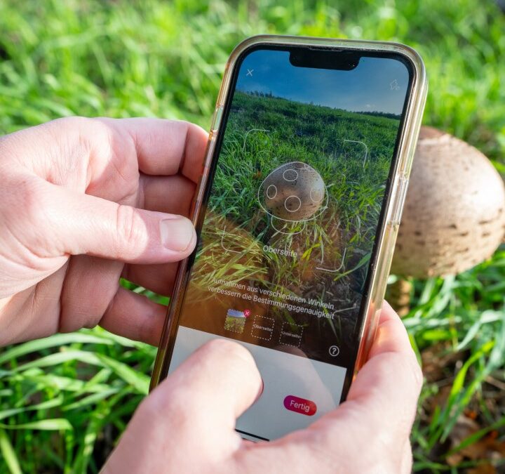 Märchenhafte Pilz-Schnitzeljagd im Holter Wald