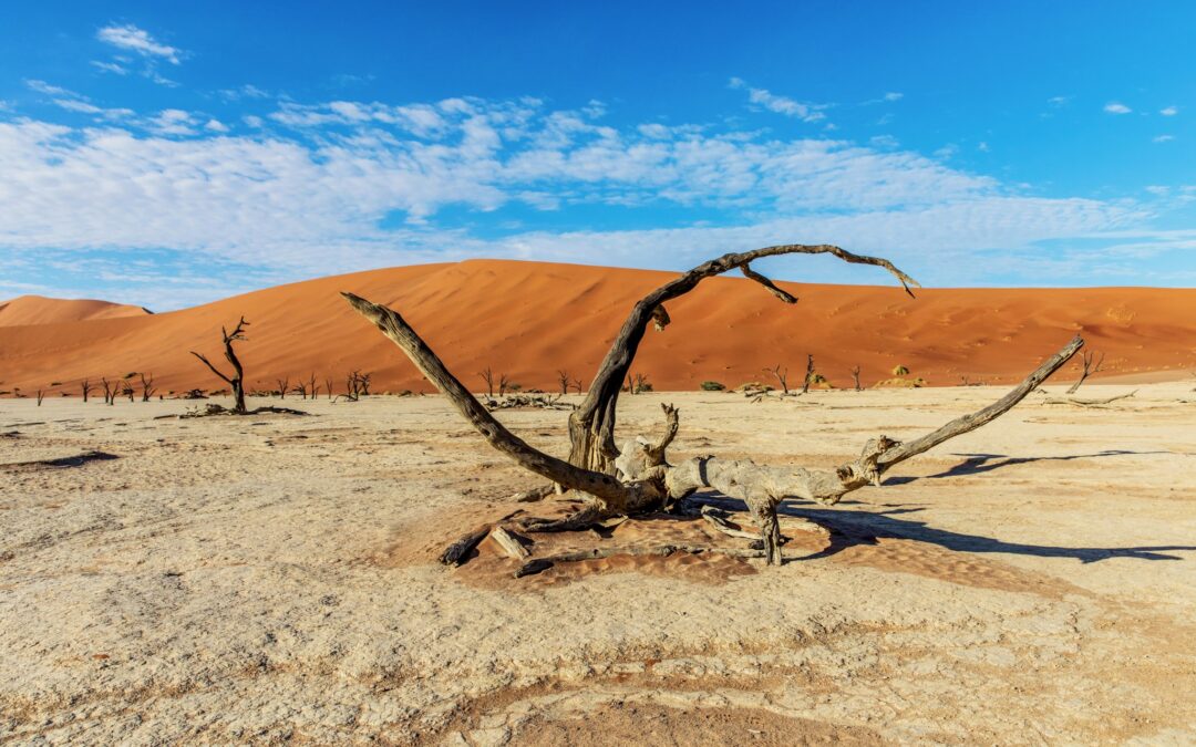 DANIELAS BLOG #19 – Großartige Landschaften und exotische Pflanzen