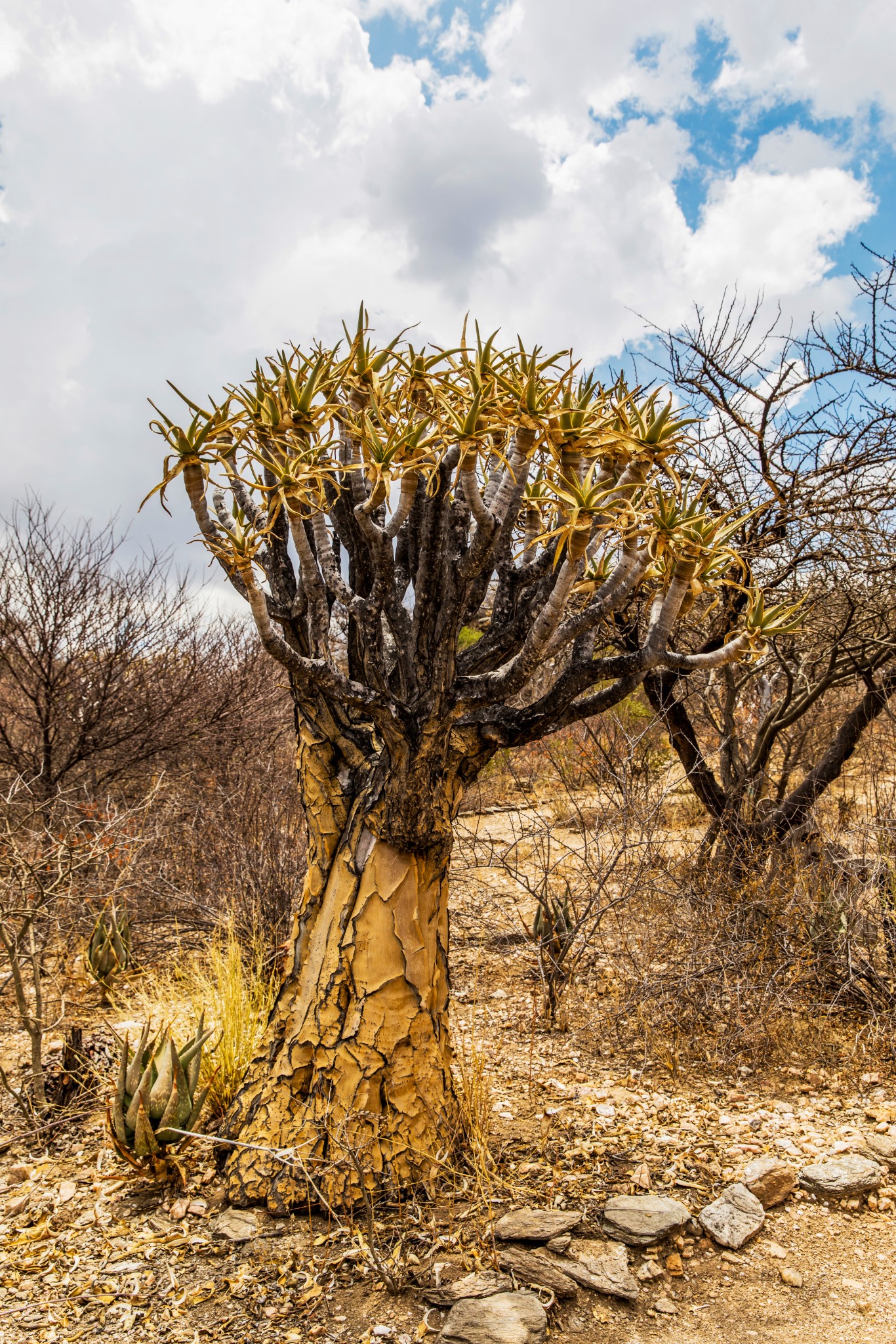 Daniela Toman Blog Afrika (6)